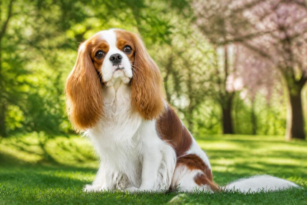 découvrez le caractère adorable et les conseils santé essentiels du cavalier king charles, ce petit épagneul au grand cœur.