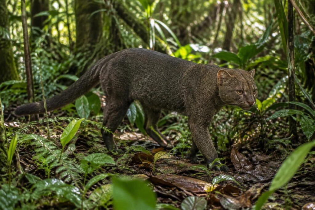 Yagouaroundi : tout savoir sur ce félin sauvage méconnu